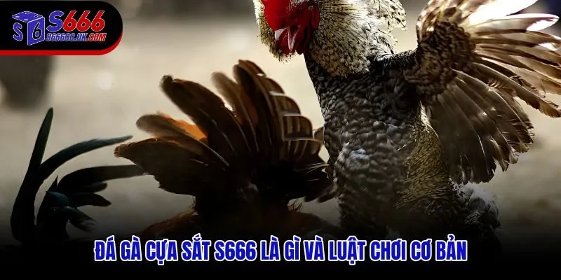 Đá gà cựa sắt S666 cùng luật chơi tốc độ cao cho người mới