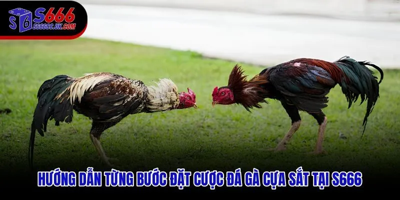 Trình tự đặt cược đá gà cựa sắt S666 từ đăng ký đến xác nhận phiếu