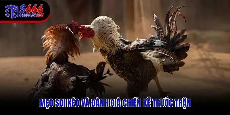 Soi kèo đá gà cựa sắt S666 qua thể trạng và phản xạ chiến kê