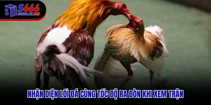 Lối đá và tốc độ ra đòn trong đá gà cựa dao S666 thực chiến