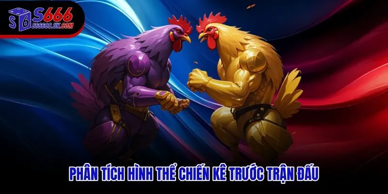 Đá gà cựa dao S666 với tín hiệu hình thể tiền trận đáng chú ý